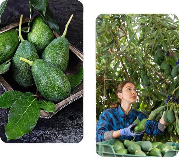 Ελληνικά Αβοκάντο από την Κρήτη