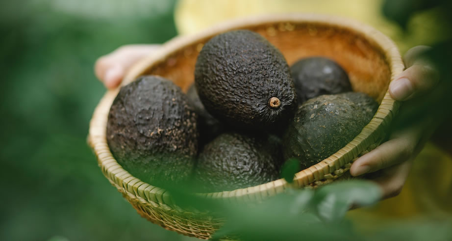 100% Βιολογικά Αβοκάντο από την Κρήτη